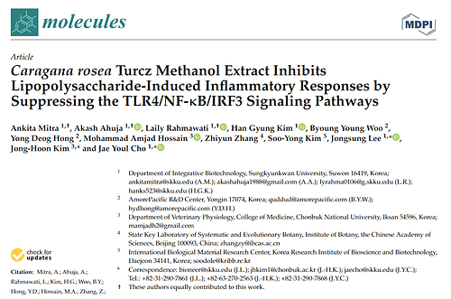 Caragana rosea Turcz Methanol Extract Inhibits Lipopolysaccharide-Induced Inflammatory Responses by Suppressing the TLR4/NF-κB/IRF3 Signaling Pathways