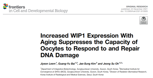 Increased WIP1 expression with aging suppresses the capacity of oocytes to respond to and repair DNA damage