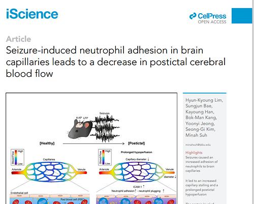 Seizure-induced neutrophil adhesion in brain capillaries leads to a decrease in postictal cerebral blood flow