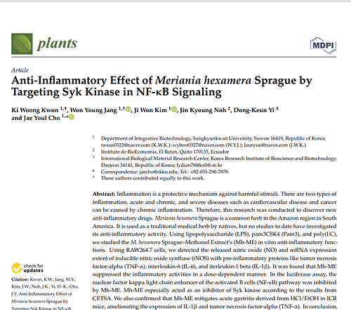 Anti-Inflammatory Effect of Meriania hexamera Sprague by Targeting Syk Kinase in NF-κB Signaling
