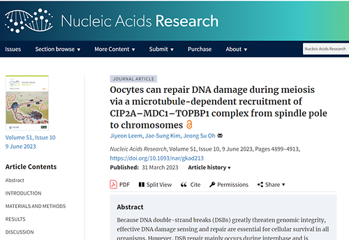 Oocytes can repair DNA damage during meiosis via a microtubule-dependent recruitment of CIP2A–MDC1–TOPBP1 complex from spindle pole to chromosomes